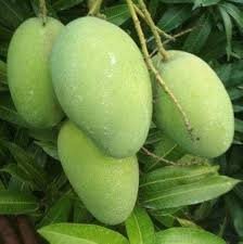 Banganapalli Mango